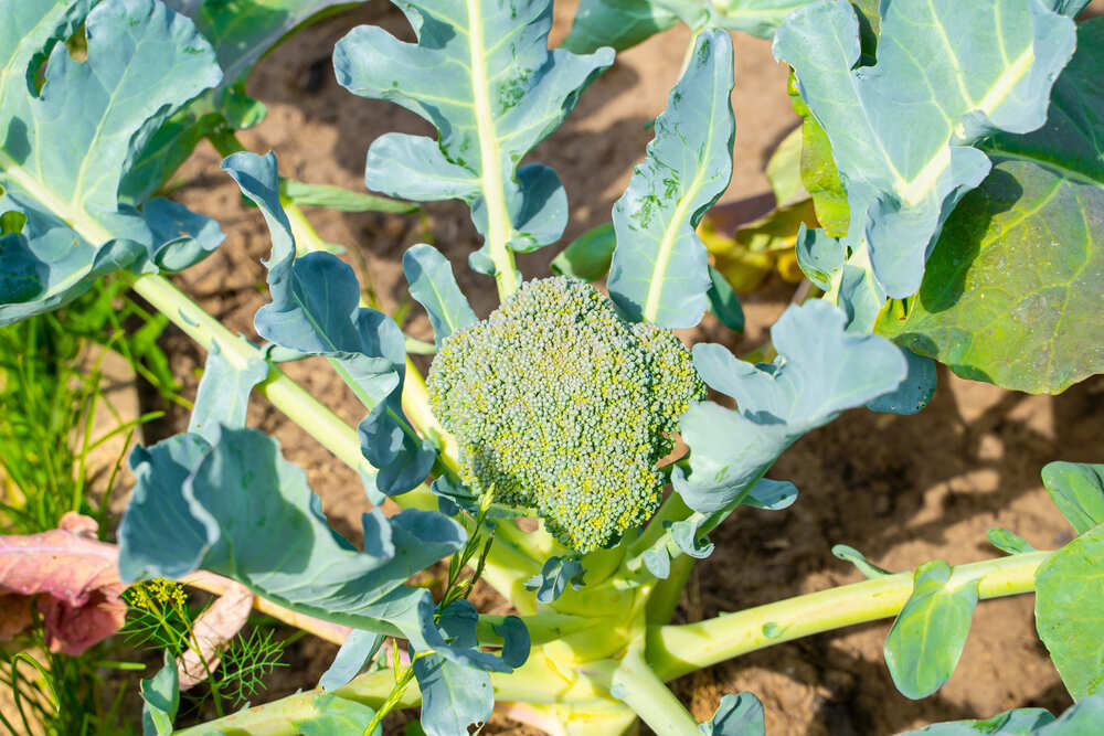 hoe kun je het beste broccoli kweken