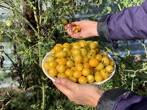 hoe kun je tomaten zaden tros f1 hybride zaaien