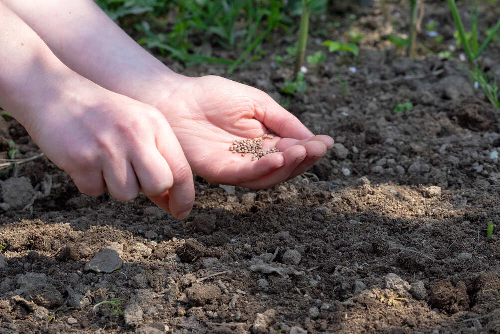 hoe zaai je groentezaden op de juiste manier