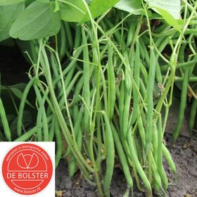 lage stamslabonen van dutch garden seeds