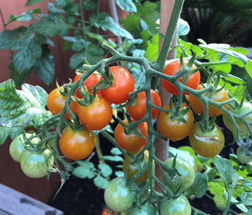 soorten tomatenzaden