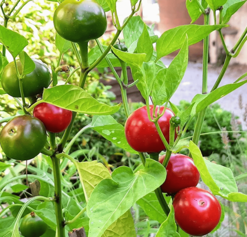 voordelen tomatenzaden