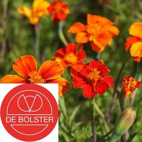 waarom biologische bloemzaden