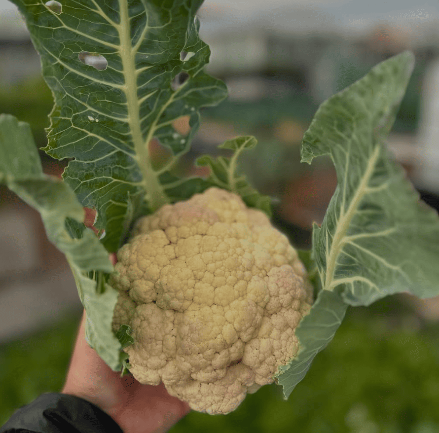 waarom biologische zaden van dutch garden seeds