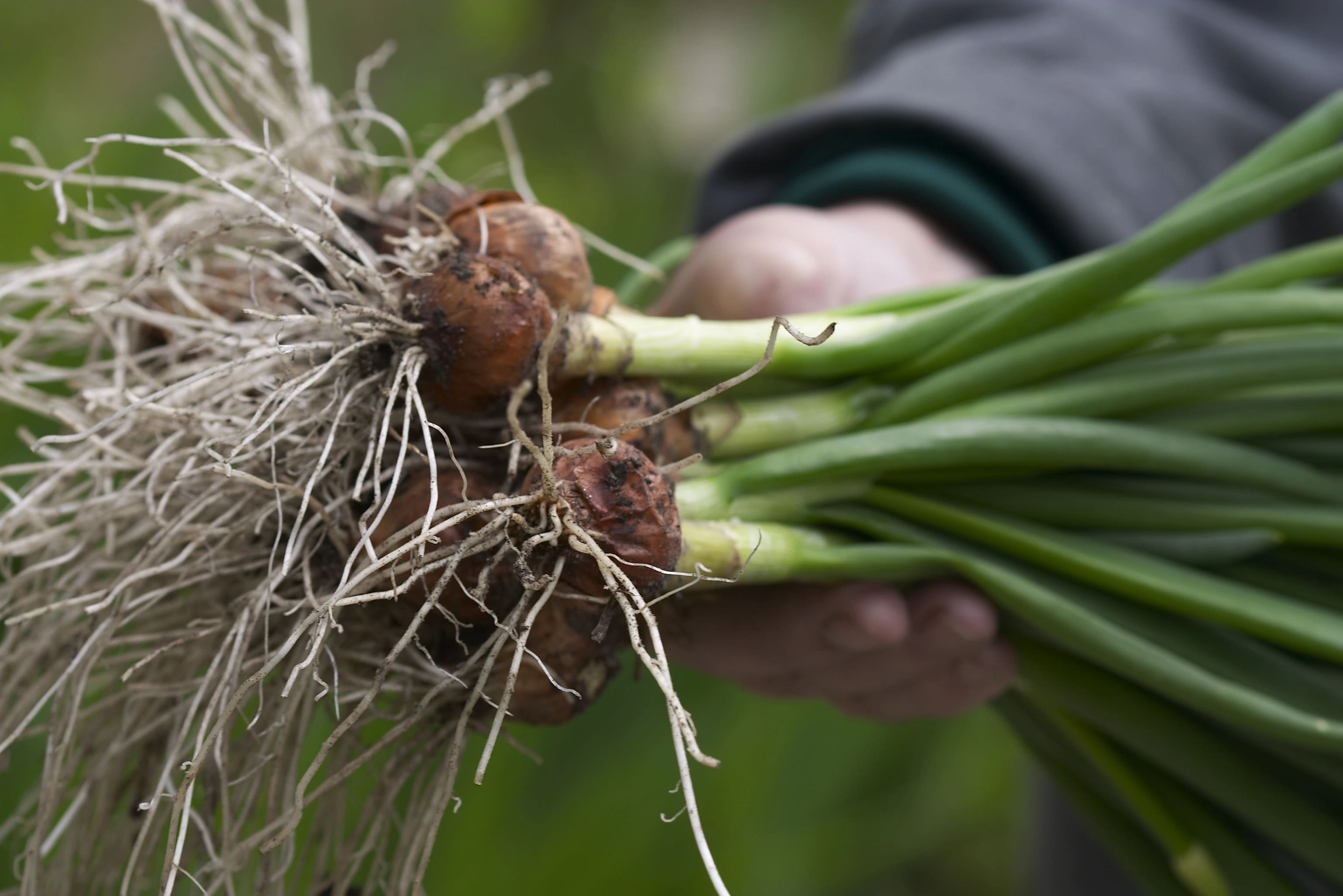 waarom bosui dutch garden seeds