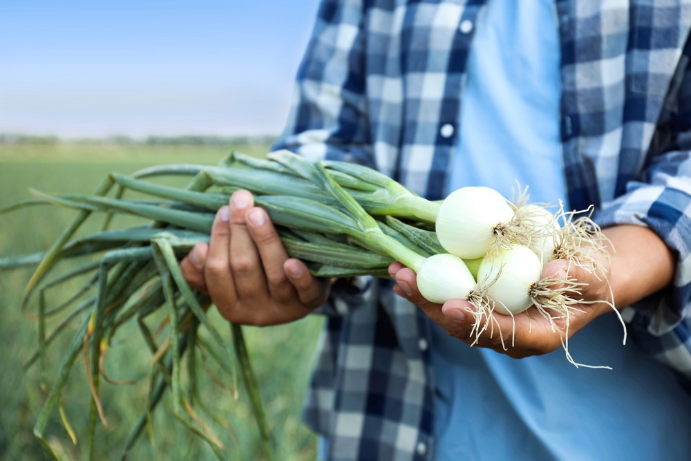 waarom kiezen voor bosui zaden in je moestuin