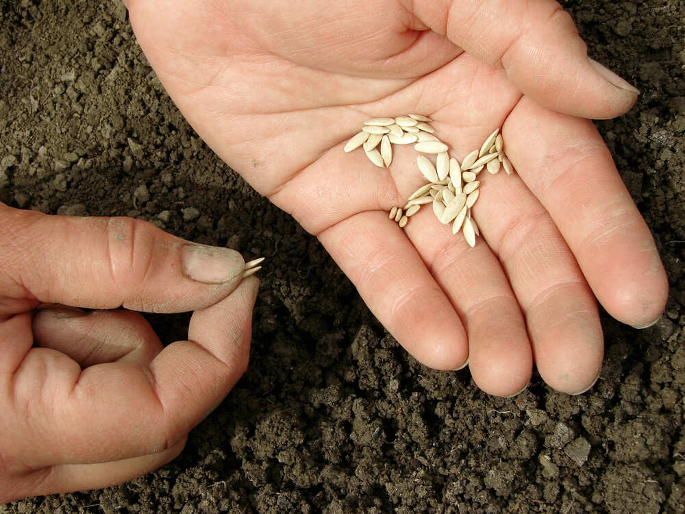 waarom kiezen voor komkommer zaden in je moestuin
