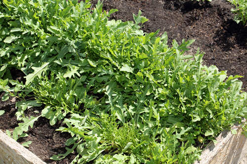 waarom kiezen voor rucola zaden
