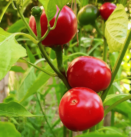 waarom kiezen voor tomatenzaden van dutch garden seeds