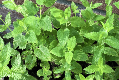 waarom kiezen zoveel mensen kruidenzaden