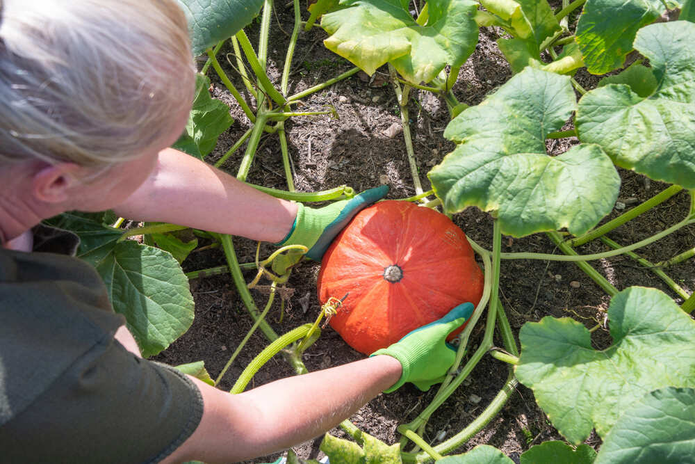 waarom pompoenen van dutch garden seeds
