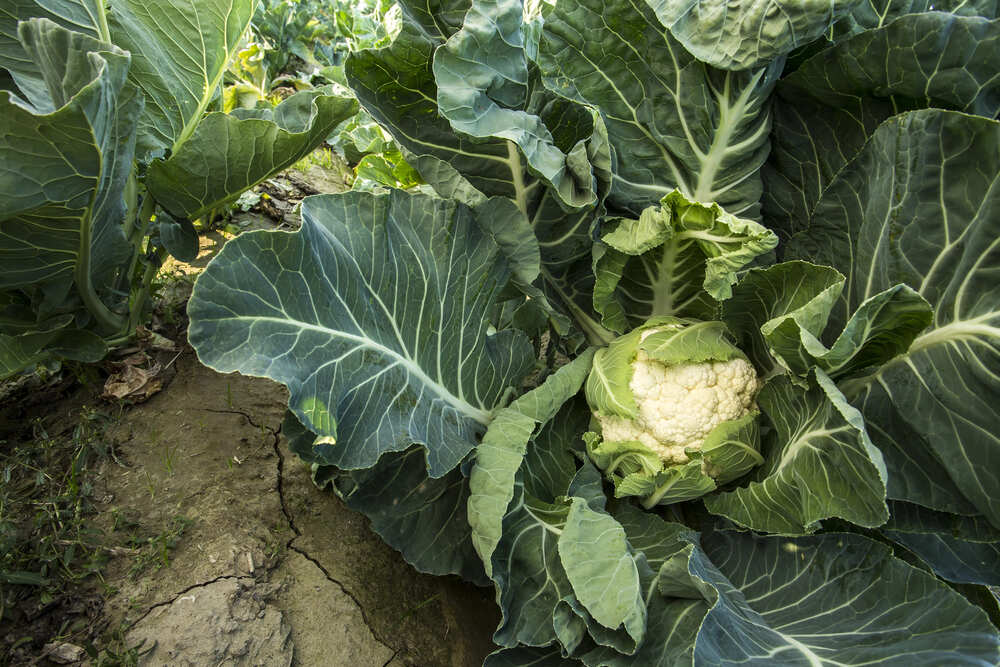 waarop letten bij het kweken van bloemkool zaden
