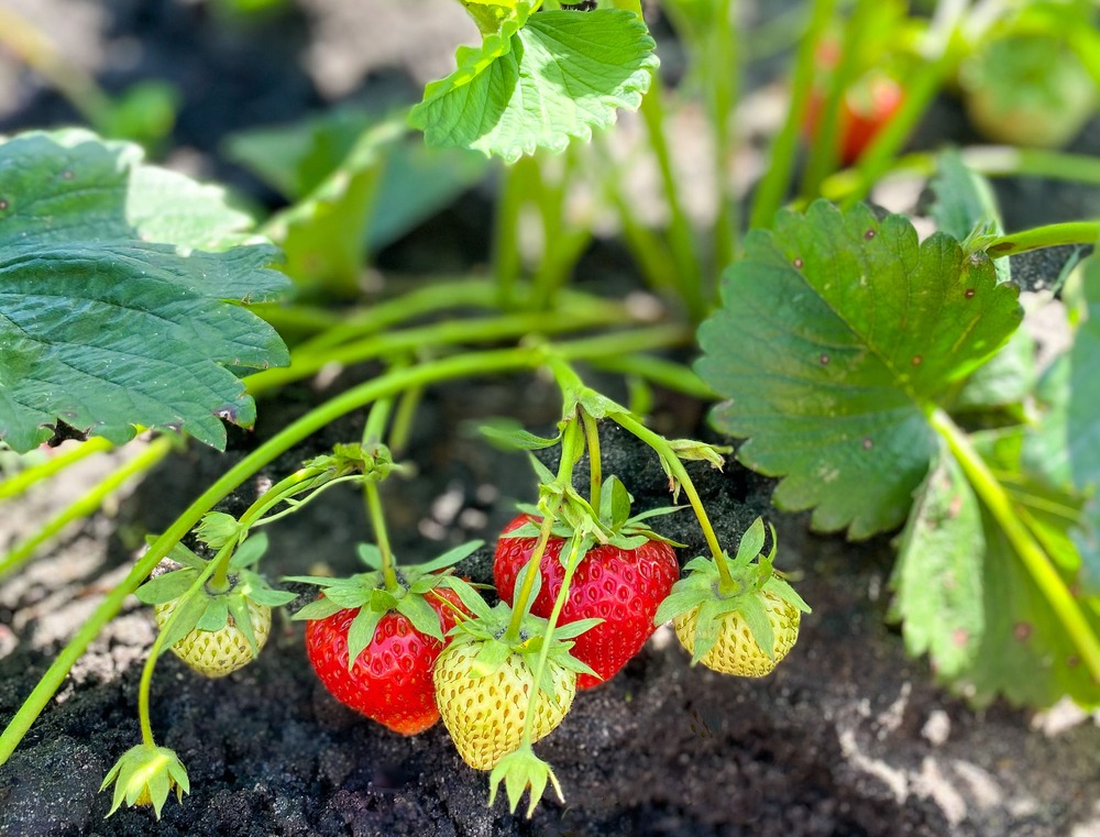 waarop letten bij het planten