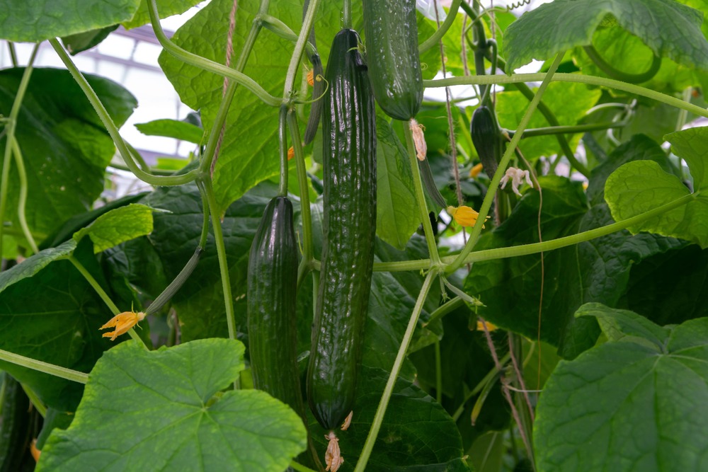 waarop letten bij het planten van komkommer zaden