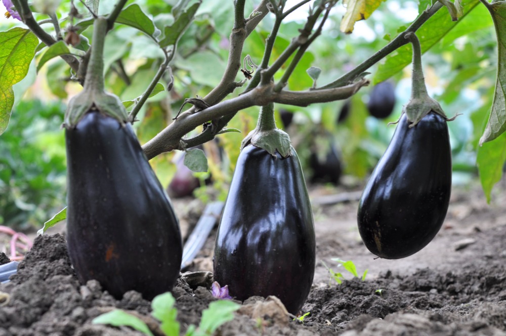 waarop letten bij het planten van aubergine zaad