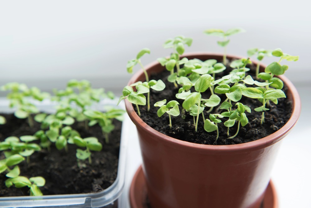 waarop letten bij het planten van basilicum zaad