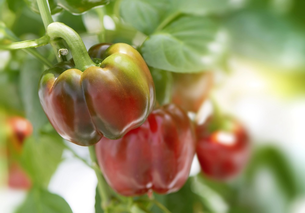 waarop letten bij het planten van de zaden