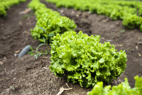 waarop letten bij het planten van krulsla
