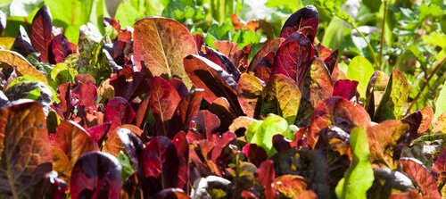 waarop letten bij het planten van pluksla zaden