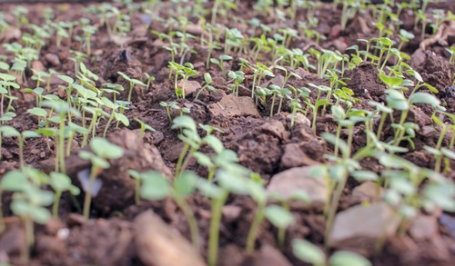 waarop letten bij het planten van raapsteel zaden