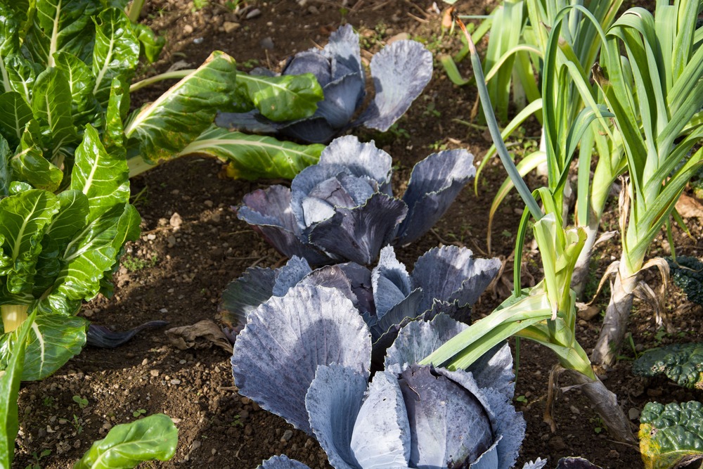 waarop letten bij het planten van rode kool zaden