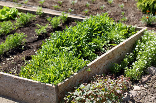 waarop letten bij het planten van rucola zaden