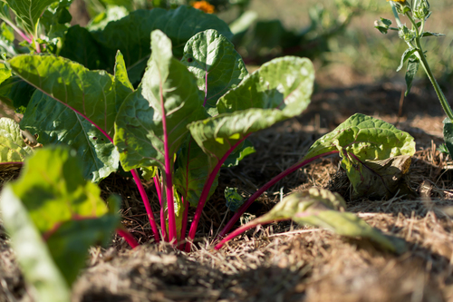 waarop letten bij het planten van snijbiet zaden