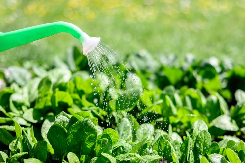 waarop letten bij het planten van spinazie zaden