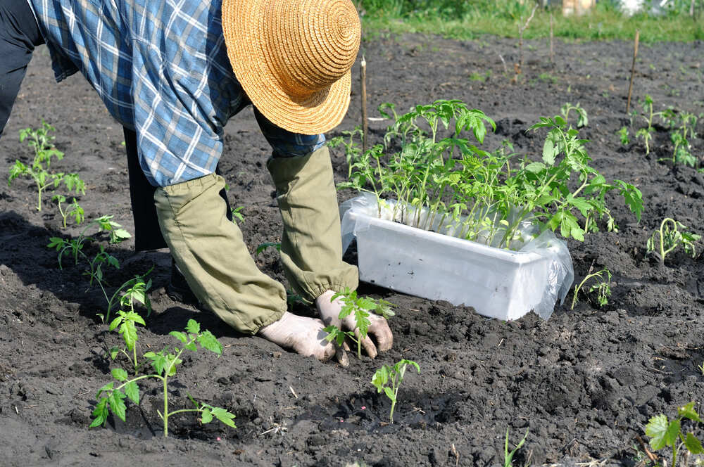 waarop letten bij het planten van tijm zaden