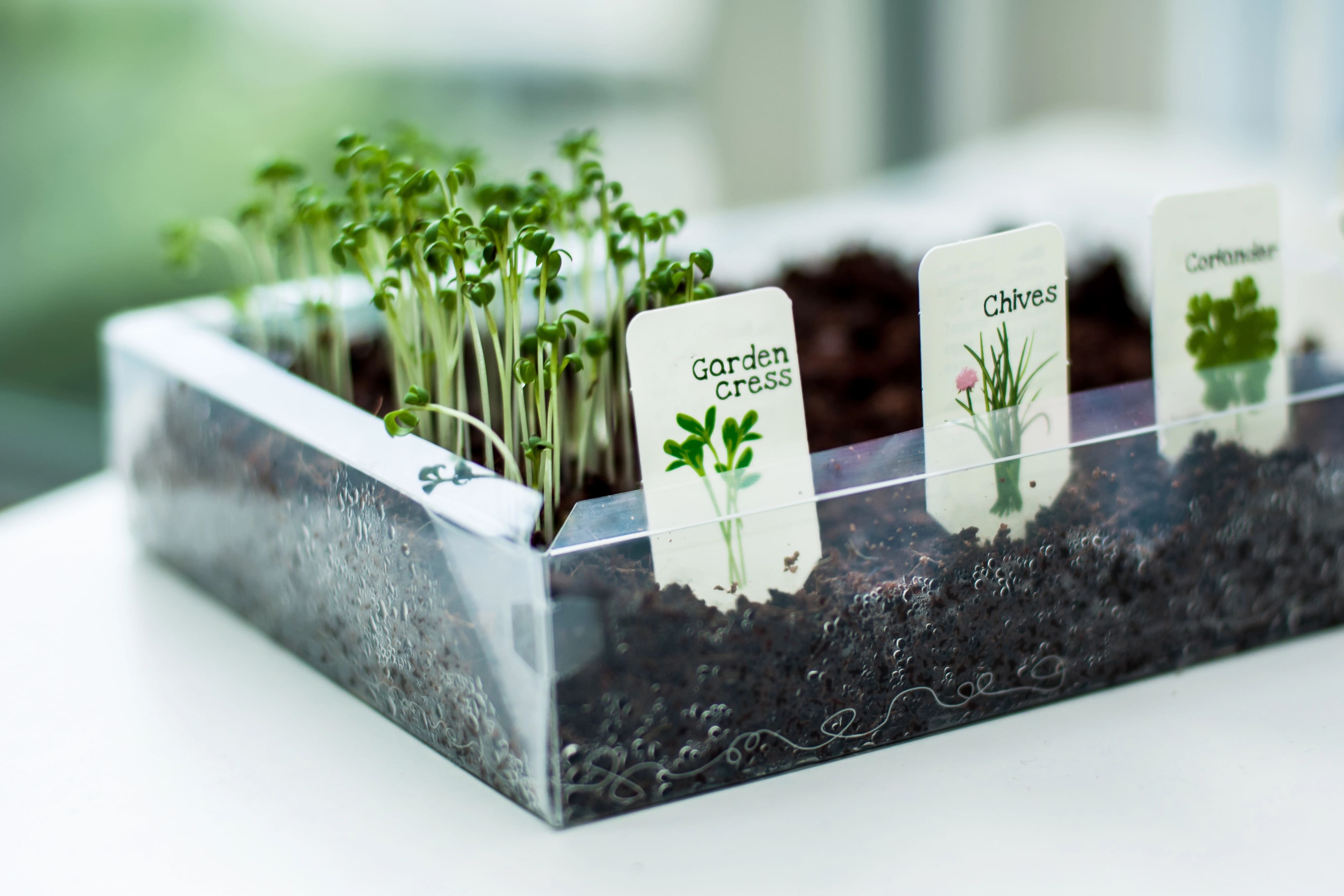 waarop letten bij het planten van tuinkers
