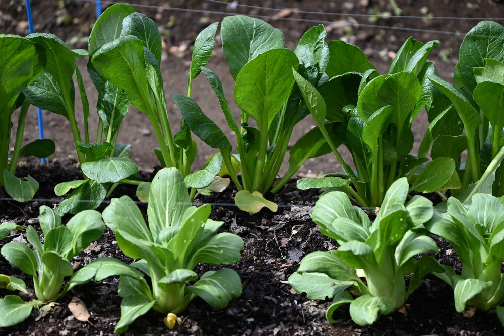 waarop letten bij het planten van veldsla zaden