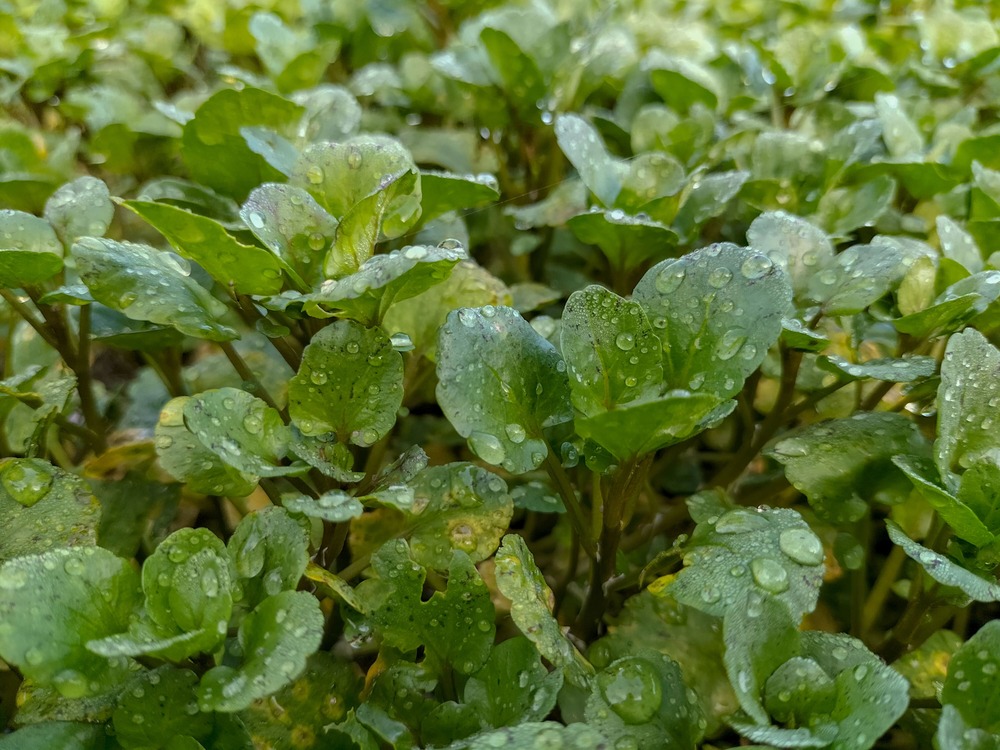 waarop letten bij het planten van waterkers