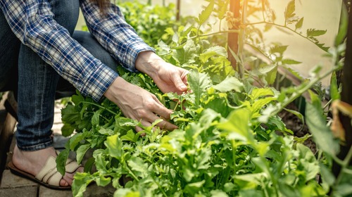 wanneer kun je rucola oogsten