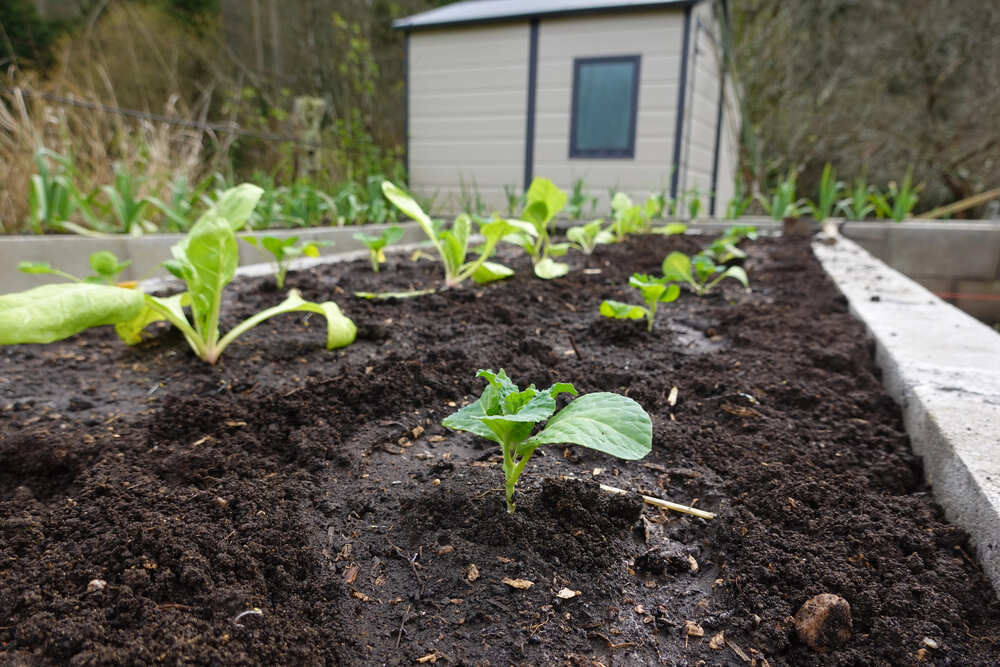 wanneer spruiten planten