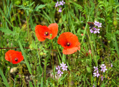 wat zijn de voordelen van biologische bloemzaden