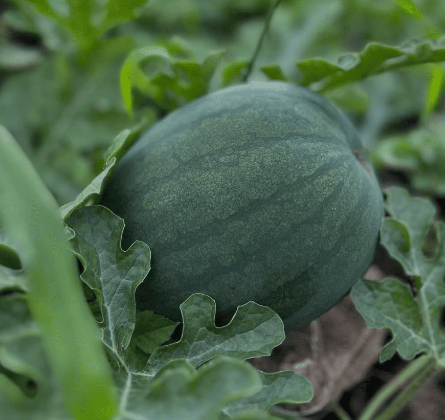 wat zijn de voordelen van biologische zaden