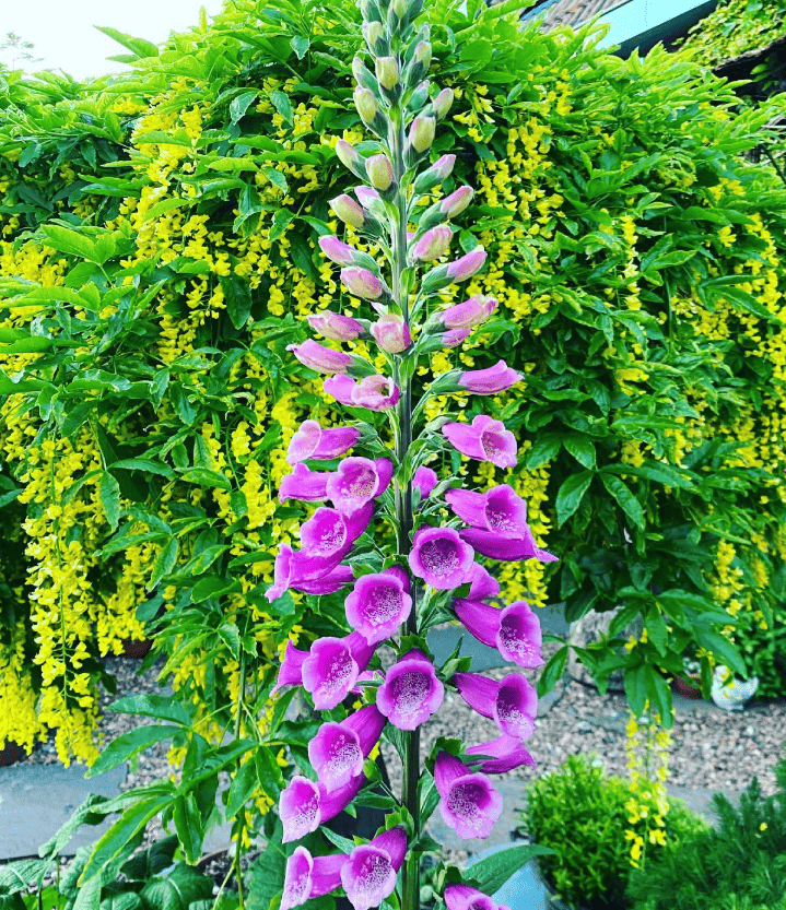 wat zijn de voordleen van bloemenzaden