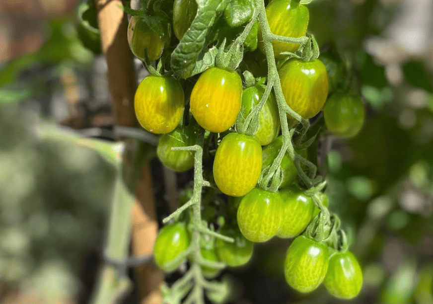 wat zijn de voordelen van groentezaden