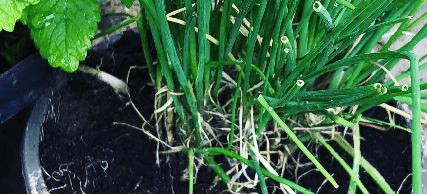 wat zijn de voordelen van kruidenzaden