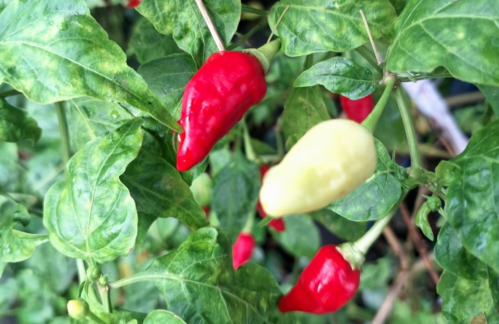 wat zijn de voordelen van peper zaden