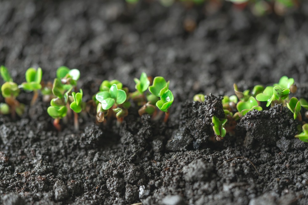 wat zijn kiemzaden en microgreens