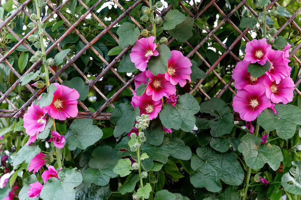 wat zijn tweejarige bloemen