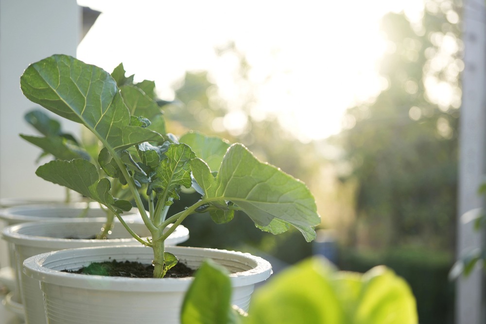 welke broccoli zaden passen het beste bij jouw tuin