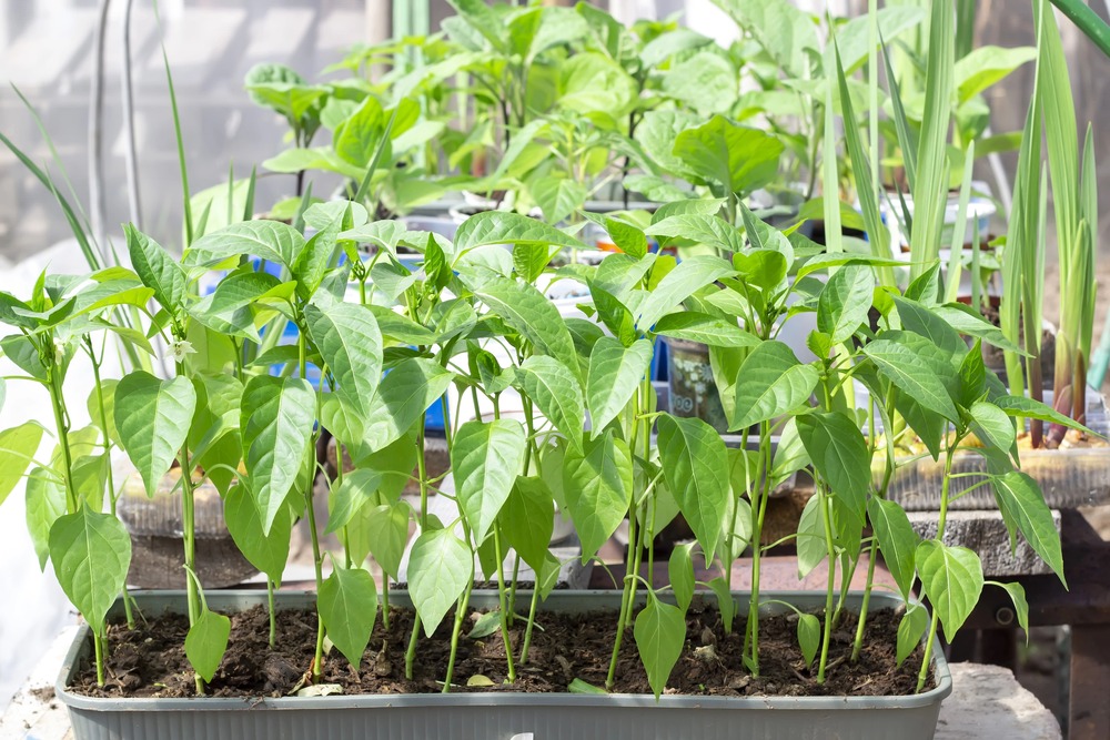 welke paprika zaden zijn populair onder tuiniers