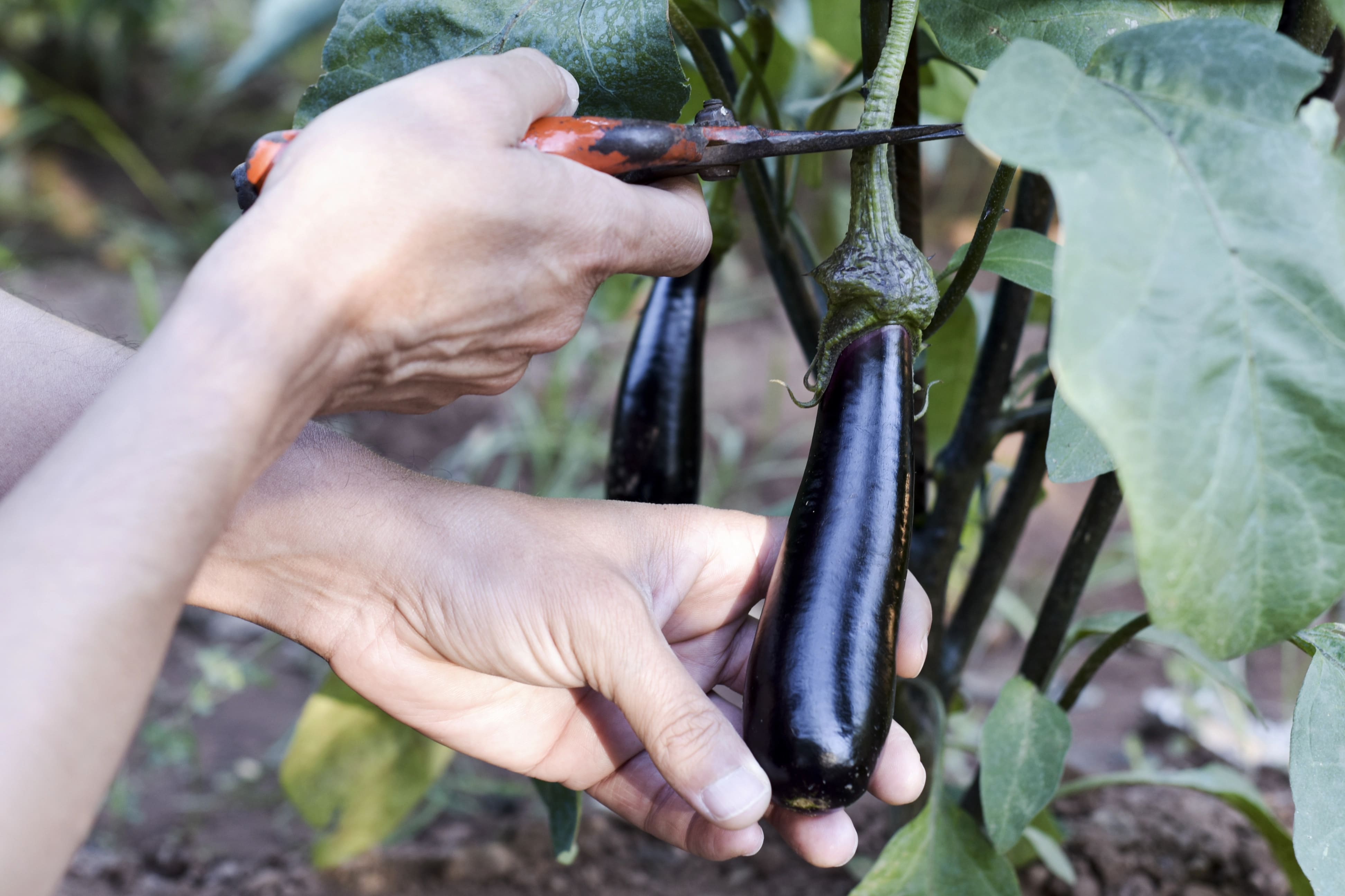 welke soorten aubergine zaden passen het beste bij jouw tuin