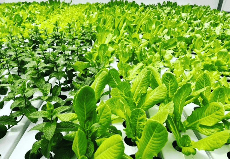 welke soorten groentezaden zijn populair