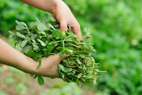 welke soorten postelein zaden zijn er
