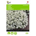 Alyssum, Sneeuwkleed