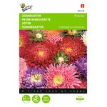 Aster Princesse gemengd
