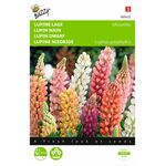 Lage Lupine Minarette gemengd